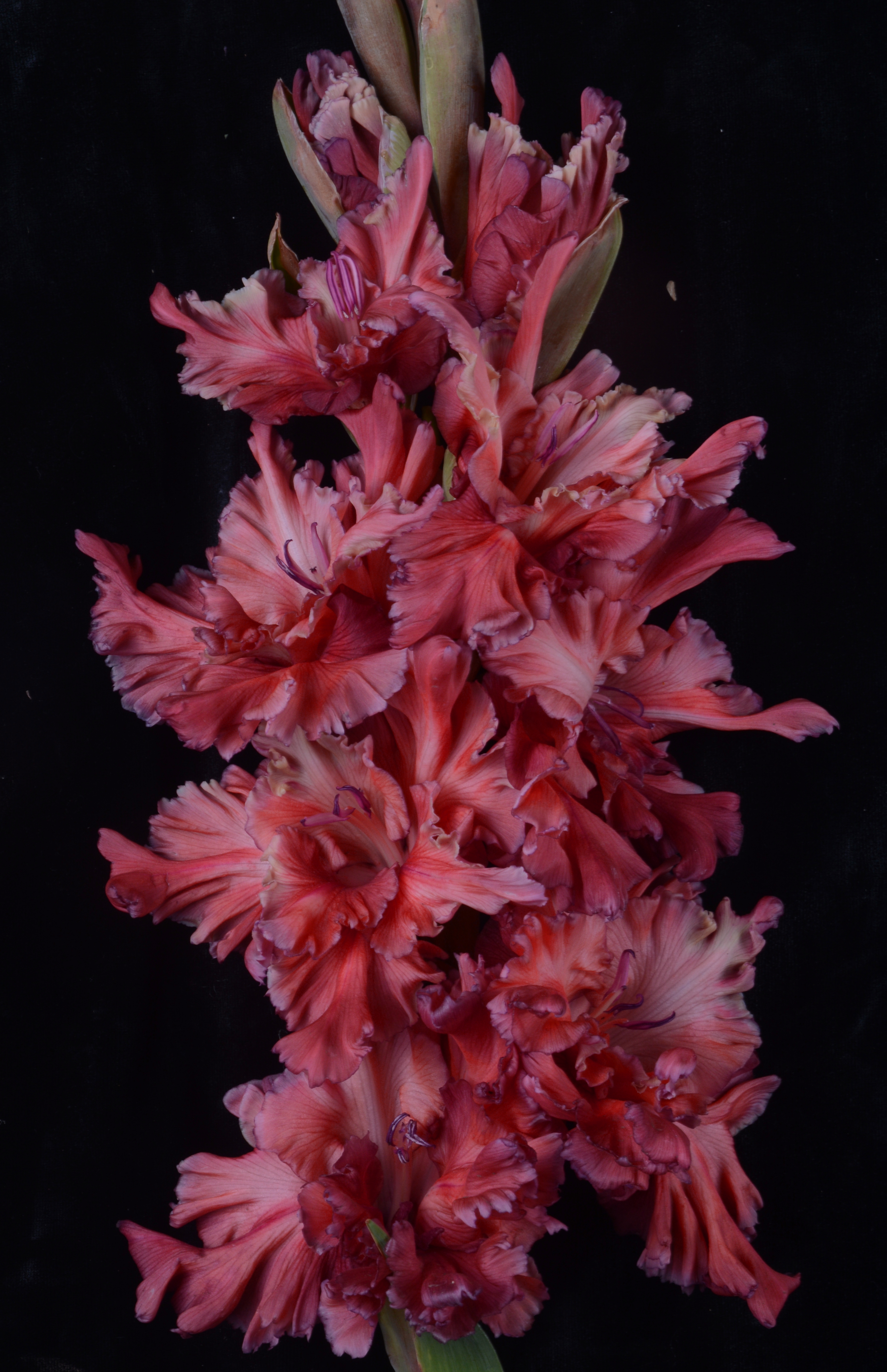 Гладиолус крупноцветковый Чеширский Кот